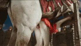 6ac50969f1fbc2.36152150.gif